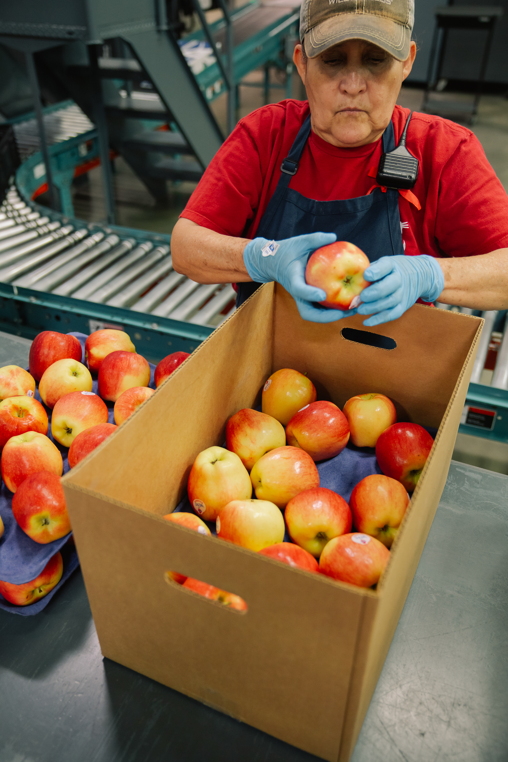 Linda Fruit packing house worker boxing fresh apples